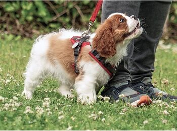 Tierbild_1 Tierbild_1