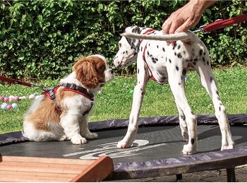 Tierbild_4 Tierbild_4