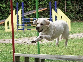 Tierbild_5 Tierbild_5